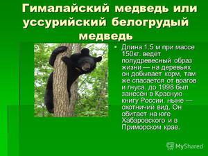 Белогрудый медведь