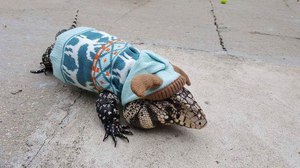 Аргентинские тегу - интересные ящерицы