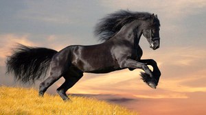 Породы лошадей: описание, фото и особенности породистых коней