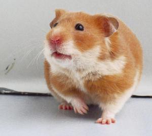 Какие условия должны быть для хомяков