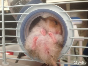 Как кормить хомячка