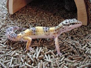 Уход за пятнистым леопардовым эублефаром: содержание в домашних условиях