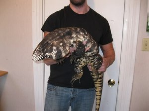 Что нужно для содержания экзотических ящериц