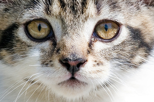 Почему у котёнка слезятся глаза и как помочь в домашних условиях