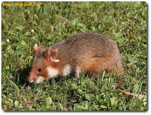 Полевой хомяк: внешность и ареал обитания