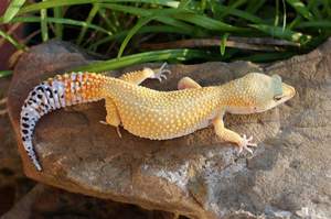 Пятнистый леопардовый эублефар. Содержание и уход за ящерицей