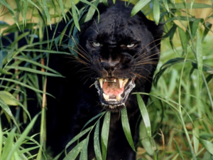 Рев пантеры слышен на большом расстоянии