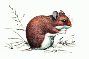 Как питается полевой хомяк