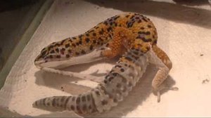 Пятнистый эублефар