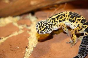 Эублефары пятнистые леопардовые