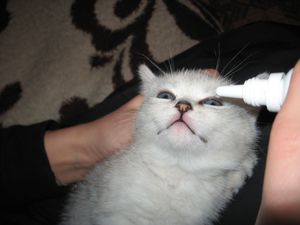 Сильно слезятся у котенка глаза - чем закапать
