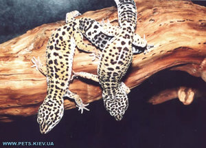 Пятнистый эублефар (Eublepharis macularius),  обустройство террариума 