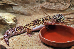 Пятнистый леопардовый эублефар - рептилия дома