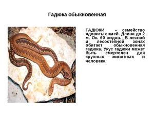 Ядовитые гадюки: виды, описание и фото обыкновенной гадюки