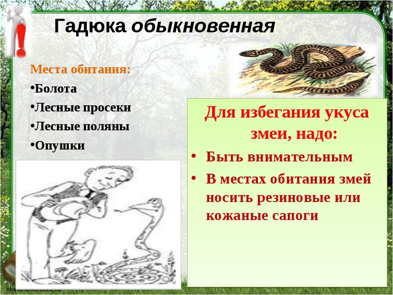 Как выглядит гадюка Гадюка обыкновенная Гадюка змея ядовитая -опасно