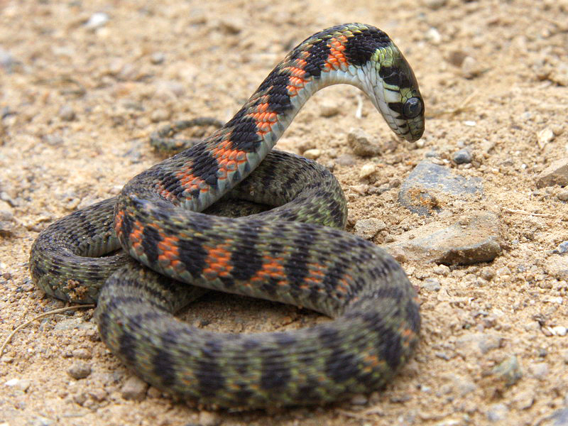 Фото ядовитых змей Гадюка опасная ядовитая рептилия