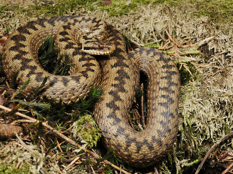 Любимое место обитания гадюки - заросли травы Ядовитые змеи -Гадюки