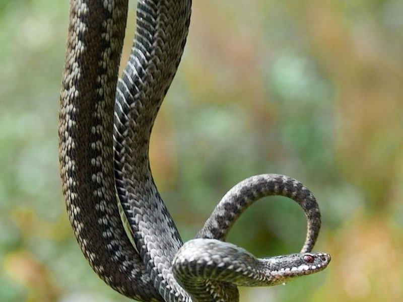 Место обитания гадюки Любимое место обитания гадюки - заросли травы