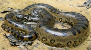 Длина анаконды