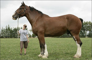 Самые большие породы лошадей в мире: гиганты конного мира