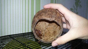 Кокос для изготовления домика 