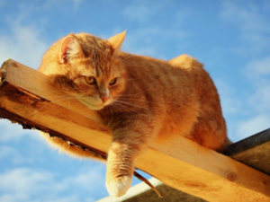 Как выбрать имя для своей кошки среди всего многообразия?