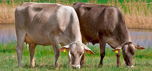 Швицкие коровы на пастбище