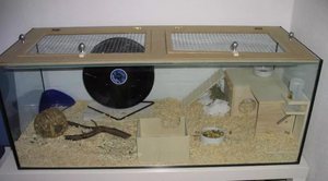 Домик для хомяка из стекла