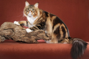 Если кошка выглядит необычно – имя можно дать соответствующее