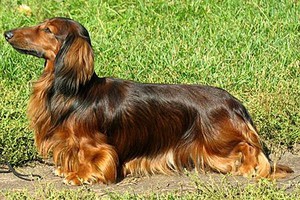 Кроличья такса: описание породы, характер и уход