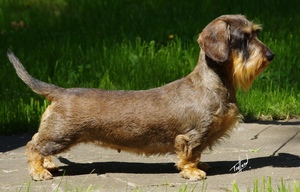 Взрослая такса стандартная жесткошерстная фото