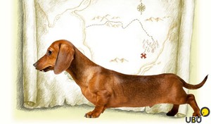 Внешность гладкошерстной кроличьей таксы