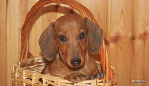 Кроличья такса - умный взгляд