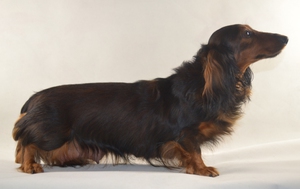 Такса темно-коричневая кроличья длинношерстная фото