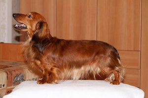 Рыженькая длинношёрстная кроличья такса