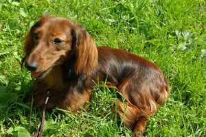 Длинношёрстная кроличья такса гуляет по травке