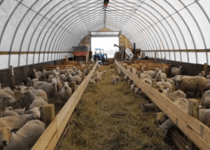 Постройка кошары