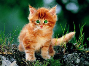 Можно назвать котенка в соответствии с вашими ассоциациями