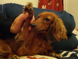 Длинношёрстная кроличья такса лежит на диване