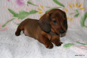 Симпатичны щеночек таксы