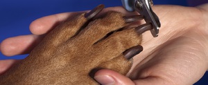 Обрезка когтей собаки