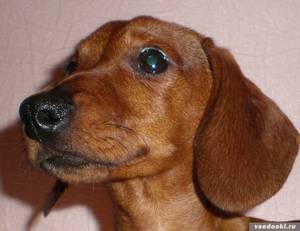 Кроличья такса мордочка крупным планом