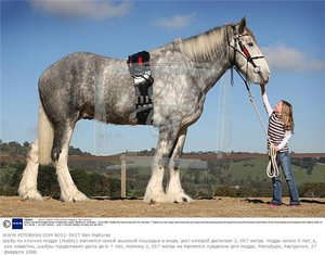 Породы самых больших лошадей