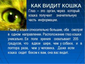 Как видят мир кошки: удивительные факты о их зрении