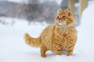 Выбирайте имя подходящее именно вашему питомцу