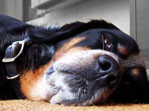 У собаки больная поджелудочная железа - что делать?