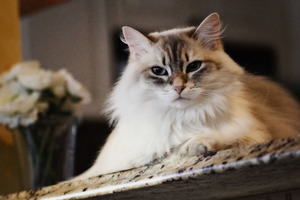 Топ-10 самых ласковых пород кошек с описанием