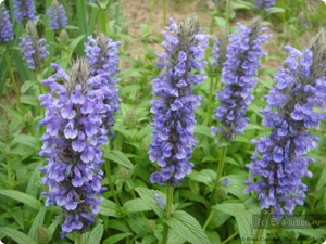 Самое распространённое применение кошачьей мяты — для корректировки поведения животного