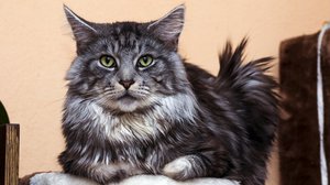 Большой мейн кун - интересная порода