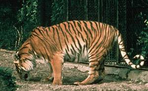 Каспийский тигр